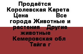 Продаётся!     Королевская Карета › Цена ­ 300 000 - Все города Животные и растения » Другие животные   . Кемеровская обл.,Тайга г.